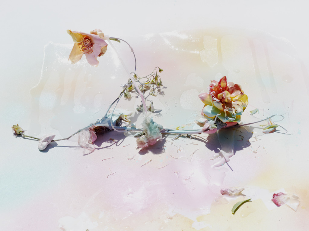 FLOWERS - © Arnaud Lajeunie