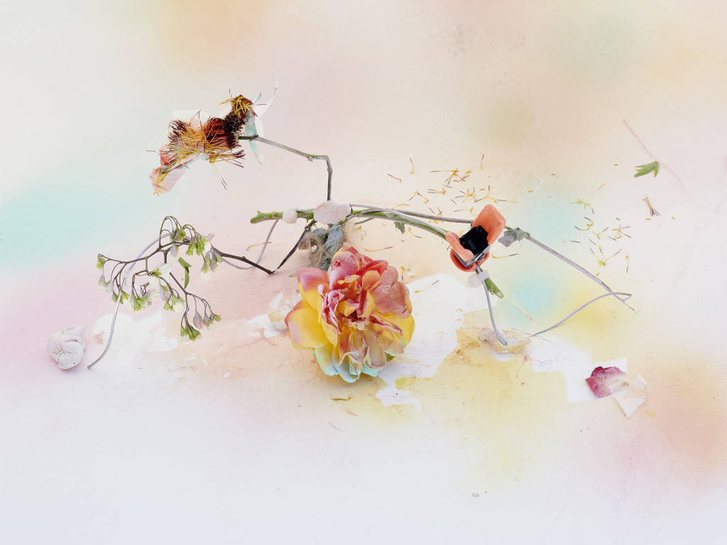 FLOWERS - © Arnaud Lajeunie