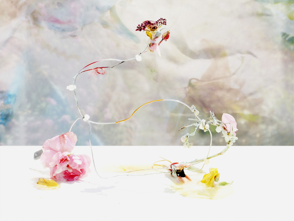 FLOWERS - © Arnaud Lajeunie